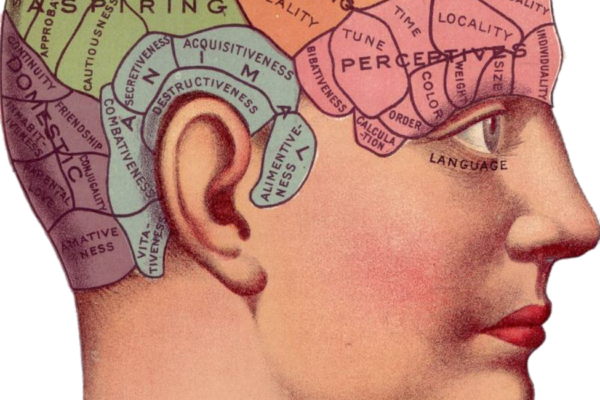 structure and parts of human brain