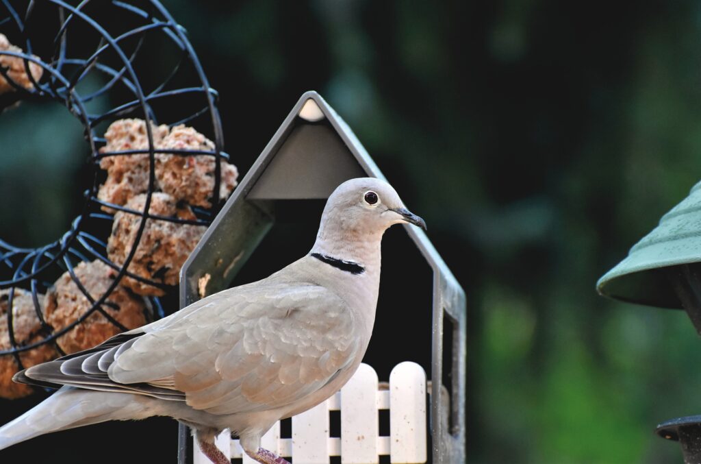 training of pigeon through conditioning